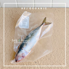 Kembung Utuh & Fillet Kembung Natural Tanpa Pengawet