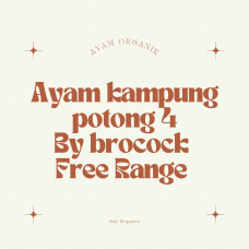 Ayam kampung brocock potong 4