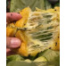 Cheese garlic bread gluten free