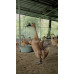 Telur bebek natural free range cage free