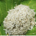 Teri nasi kering garam alami bebas pemutih